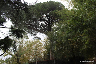 Pino di Pedara